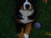 Berner sennenhund Sabelle