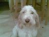 Petit basset griffon wendéen Freja