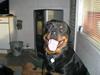 Rottweiler Bamse