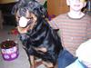 Rottweiler Jessie  * R.I.P*