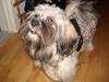 Lhasa apso Mudly