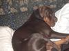 Dobermann Jotunheim´s Lopt (Mangas)