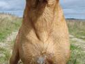 Blanding af racer cosmo R.I.P.