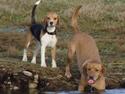 Beagle luna