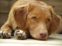 Nova scotia duck tolling retriever Diana