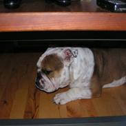 Engelsk bulldog aksel