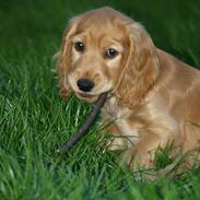 Cocker spaniel Armani