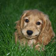 Cocker spaniel Armani