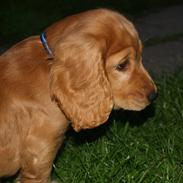 Cocker spaniel Armani