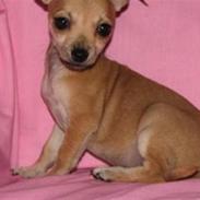 Chihuahua Chloé solgt 1/9-08