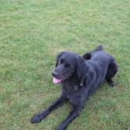 Blanding af racer Era