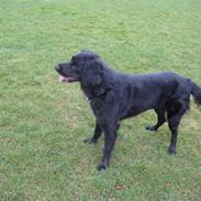 Blanding af racer Era