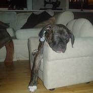 Amerikansk staffordshire terrier Carlos