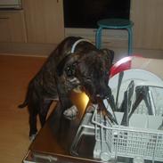 Amerikansk staffordshire terrier Carlos