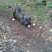 Amerikansk staffordshire terrier Carlos