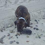 Amerikansk staffordshire terrier Carlos