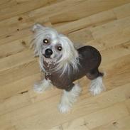Chinese crested hårløs Diva