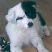 Border collie luka