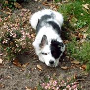 Border collie luka