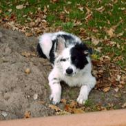 Border collie luka