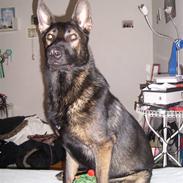 Schæferhund Mai Tuk Irko (Himlens stjerne)