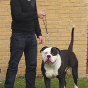 Amerikansk bulldog Magrethelund´s Santos