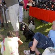 Cocker spaniel Cirkeline