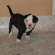 Amerikansk bulldog Magrethelund´s Santos