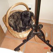 Boerboel Anasha Troja