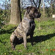 Boerboel Anasha Troja
