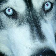 Siberian husky Charli - R.I.P maj 2010