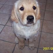 Golden retriever Balder