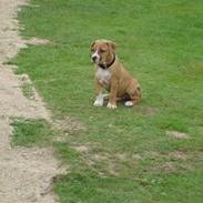 Amerikansk staffordshire terrier Taz