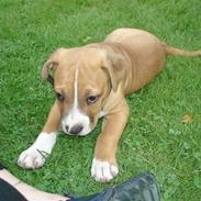 Amerikansk staffordshire terrier Taz