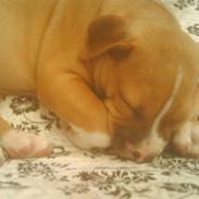 Amerikansk staffordshire terrier Taz