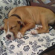 Amerikansk staffordshire terrier Taz