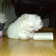 Malteser R.I.P Toya:( <3