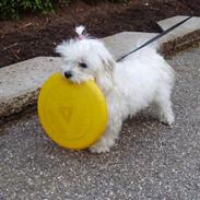 Malteser R.I.P Toya:( <3