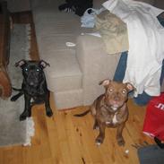 Staffordshire bull terrier Max