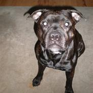 Staffordshire bull terrier Max