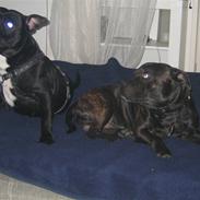 Staffordshire bull terrier Max