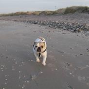 Engelsk bulldog Frida