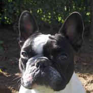 Fransk bulldog Verner