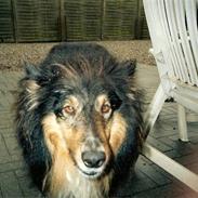 Collie langhåret Rolf R.I.P <3