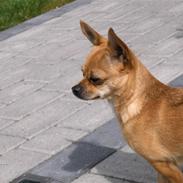 Chihuahua Birkedals Hua Hua (Zindy)