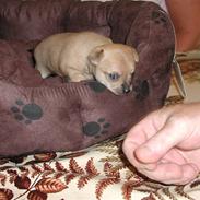 Chihuahua Birkedals Hua Hua (Zindy)