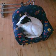 Glathåret foxterrier Whisky