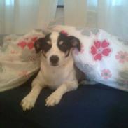 Glathåret foxterrier Whisky