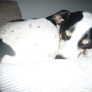 Glathåret foxterrier Whisky