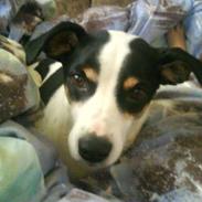 Glathåret foxterrier Whisky